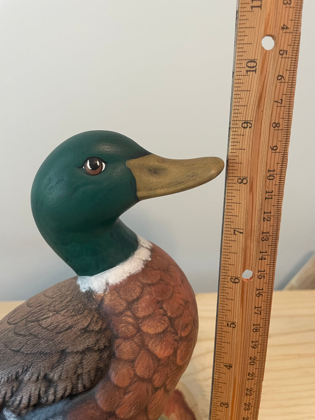 Adorable Mallard Duck