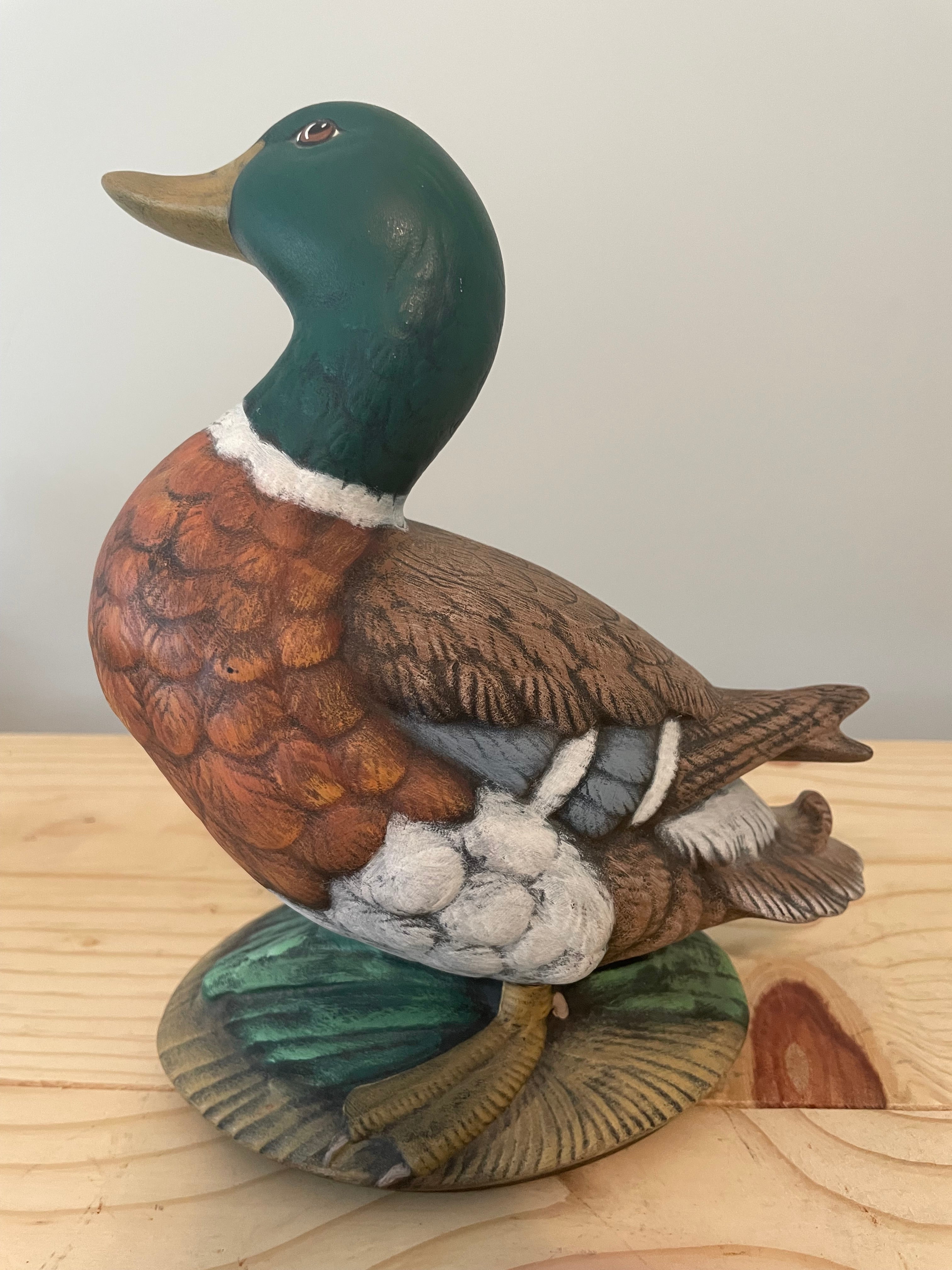 Adorable Mallard Duck