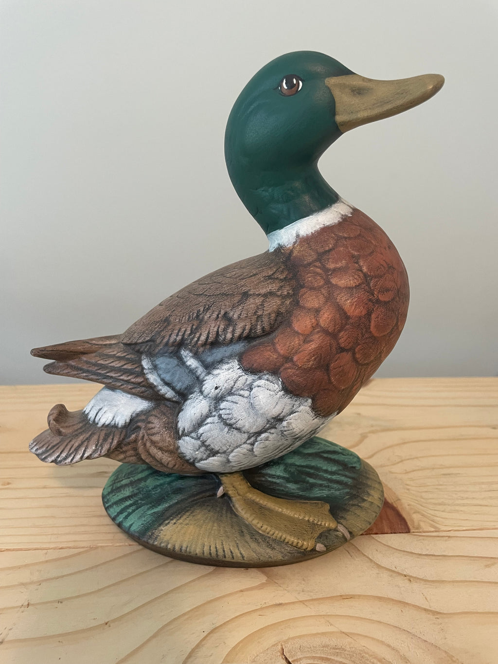 Adorable Mallard Duck