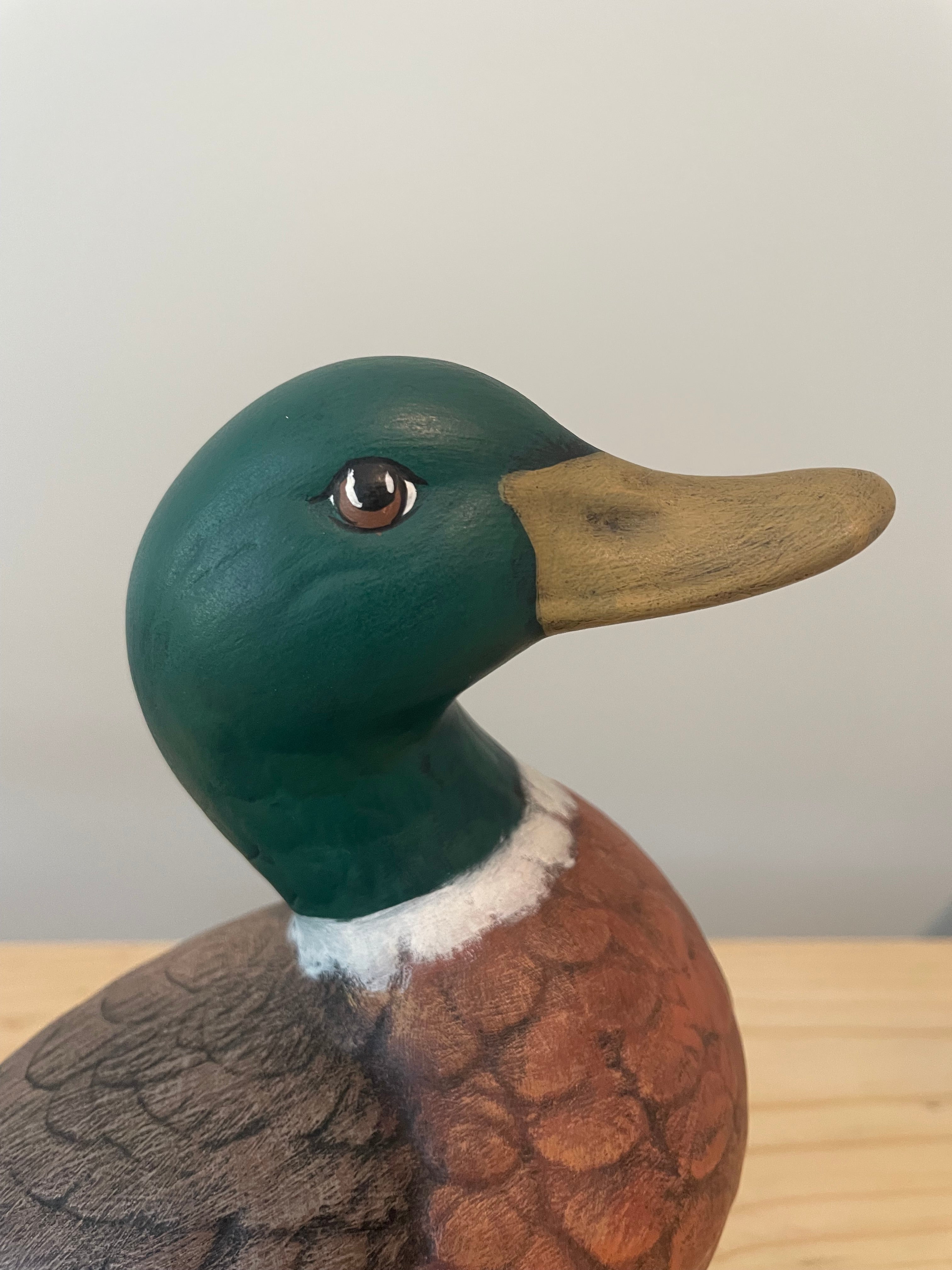 Adorable Mallard Duck